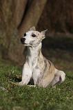 WHIPPET 418